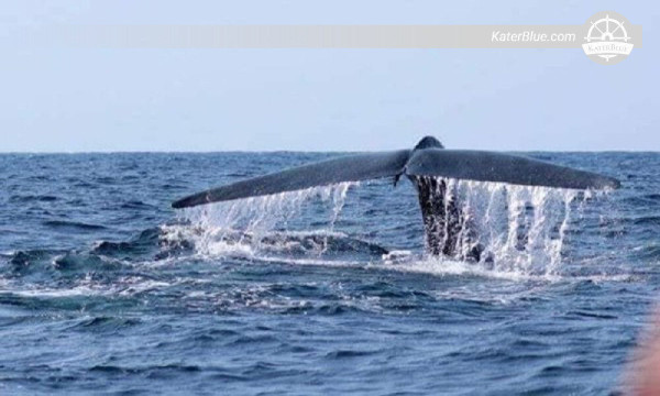 Luxury private whale watching tour Mirissa-Sri Lanka
