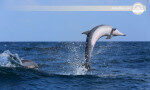 Stunning Whale &amp; Dolphin excursions Kalpitiya-Sri Lanka