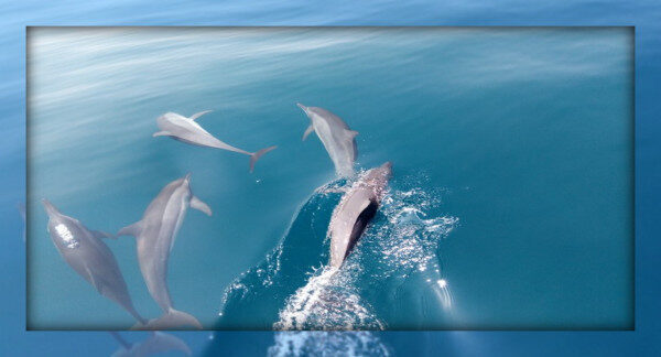 Enjoy with playful and mischievous dolphins Kalpitiya-Sri Lanka