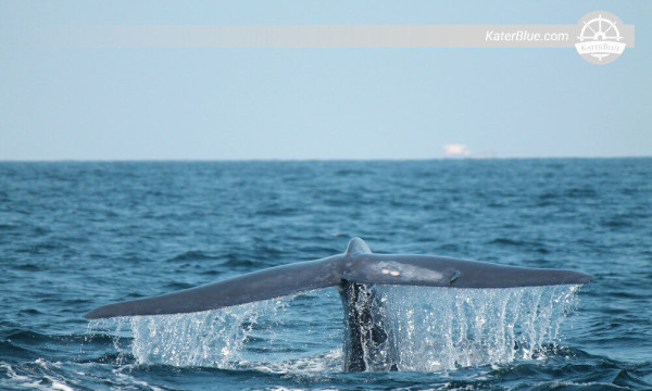 Well-organised whale watching tour Kalpitiya-Sri Lanka