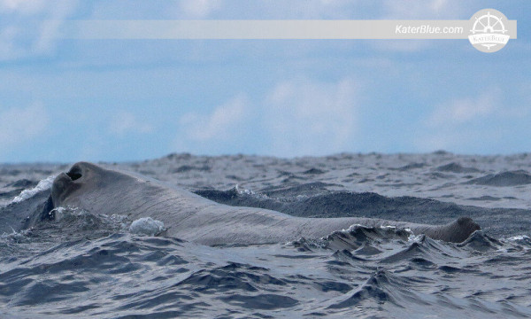 Watch the largest aquatic mammal on earth Kalpitiya-Sri Lanka