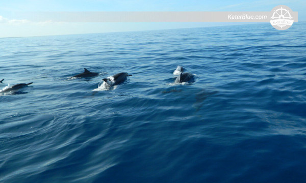 Enjoy with playful and mischievous dolphins Kalpitiya-Sri Lanka