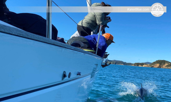 Tagescharter mit Skipper zur Insel Kawau, Neuseeland