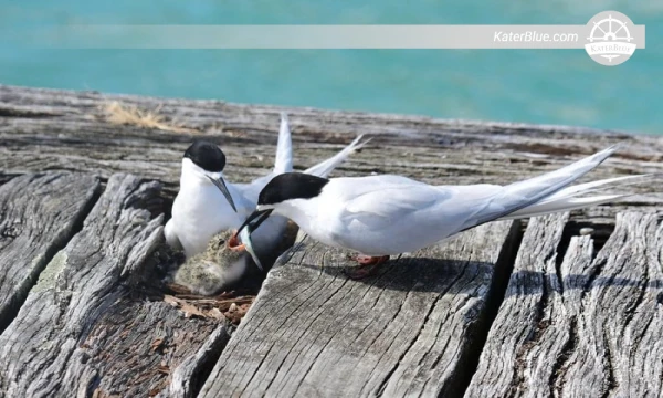Wild Life Charter 30 Pax Motor Boat Akaroa, New Zealand