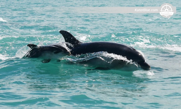 Wild Life Charter 30 Pax Motor Boat Akaroa, New Zealand