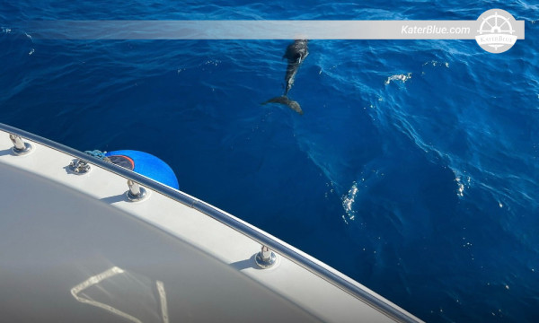 Escursione in yacht di lusso per famiglie a Satellite Reef, Blue Lagoon e White Island – Gita di 7 ore