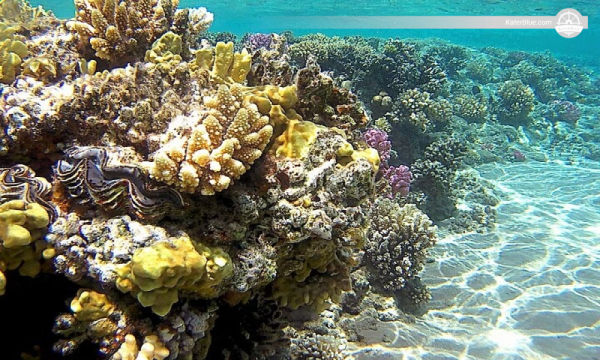 Luxuriöses Segelerlebnis für 25 Personen in Sharm El Sheikh, Ägypten