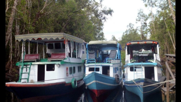 3 Days Houseboat sail along Tanjung Puting National Park-Indonesia