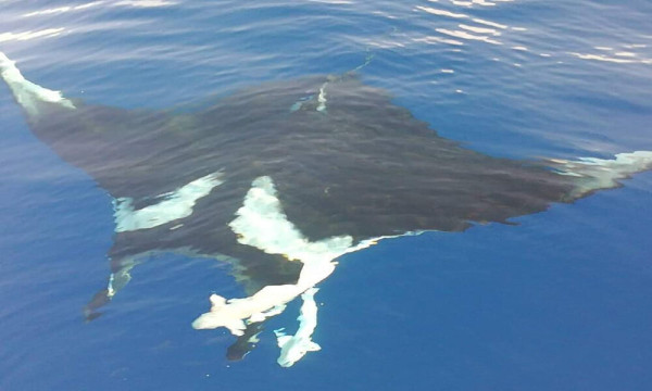 Luxury private whale watching tour Mirissa-Sri Lanka